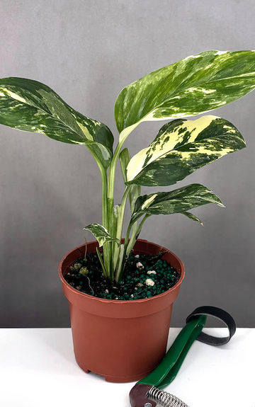Monstera Lechleriana Variegated Care | Plant Proper