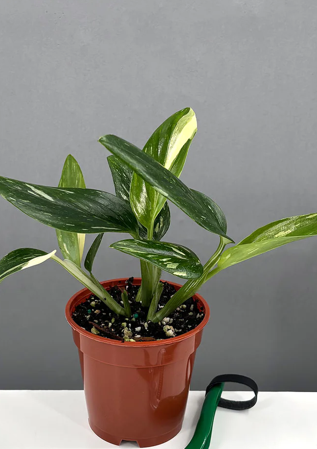 Monstera Standleyana Variegated Care | Plant Proper