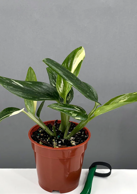 Monstera Standleyana Variegated Care | Plant Proper