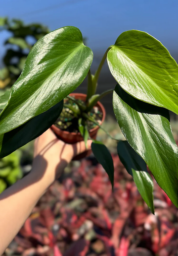 Monstera Burle Marx Flame Care | Care Guide | Plant Proper