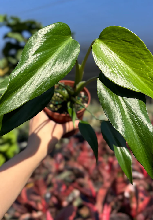 Monstera Burle Marx Flame Care | Care Guide | Plant Proper