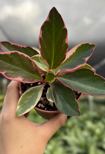 Peperomia Ginny Care | Care Guide | Plant Proper 