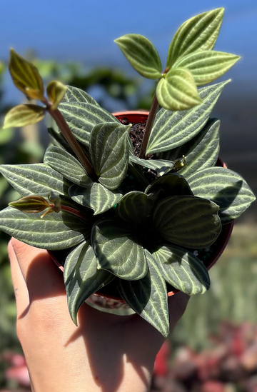 Peperomia Puteolata Care | Care Guide | Plant Proper