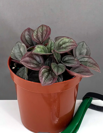 Peperomia Cayenne Care | Care Guide | Plant Proper