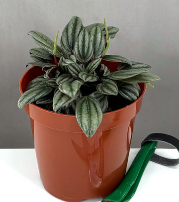 Peperomia Rosso Care | Care Guide | Plant Proper