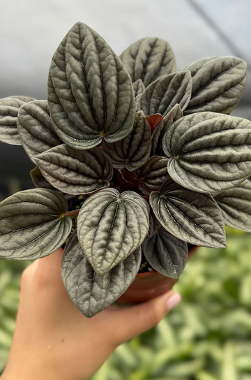 Peperomia Caperata Mendoza Care | Care Guide | Plant Proper