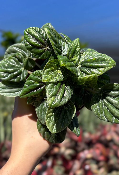 Peperomia Caperata Buenos Aires Care | Care Guide | Plant Proper