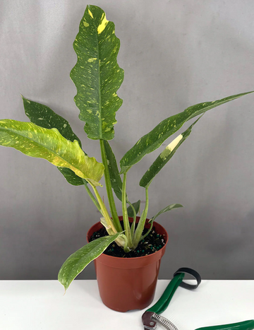 Philodendron Ring of Fire Care | Care Guide | Plant Proper