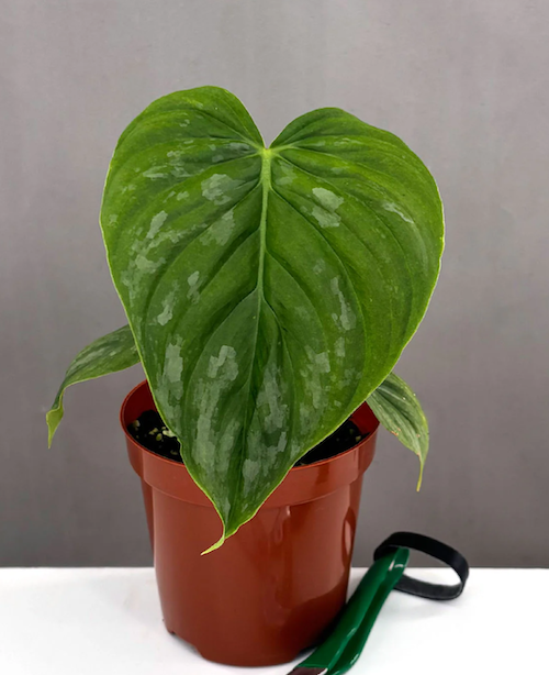 Philodendron Majestic Care | Care Guide | Plant Proper