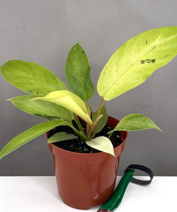Philodendron Snowdrift Care | Care Guide | Plant Proper