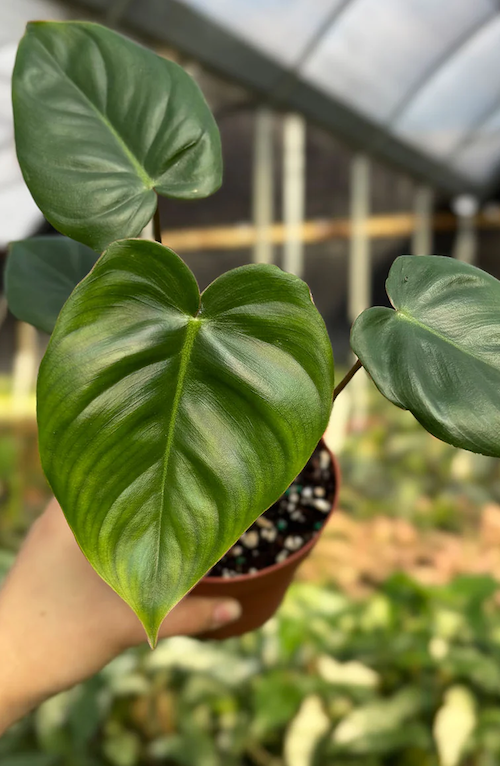 Philodendron Billienum Care | Plant Guide | Plant Proper