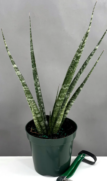 Sansevieria Mikado Care | Plant Guides | Plant Proper