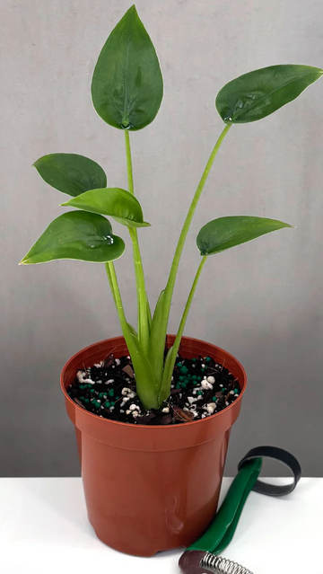 Alocasia Tiny Dancers Care | Care Guide | Plant Proper