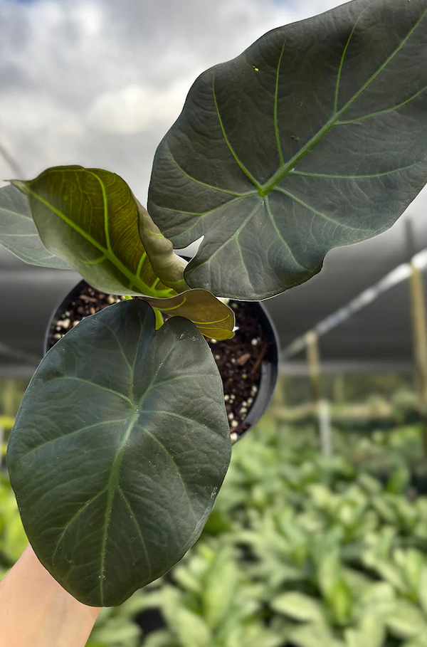 Alocasia Regal Shields Care | Care Guide | Plant Proper