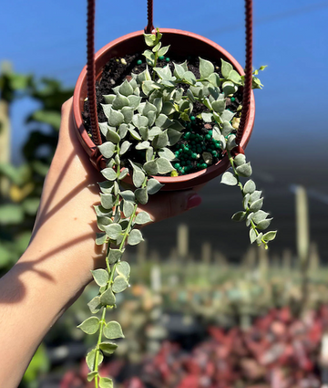 Dischidia Million Hearts Care | Care Guide | Plant Proper