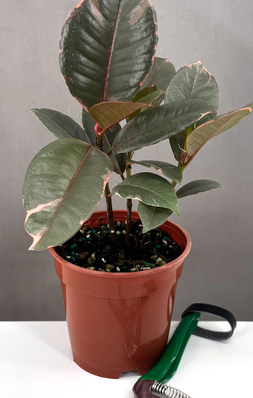 Ficus Elastica Ruby Care | Care Guide | Plant Proper