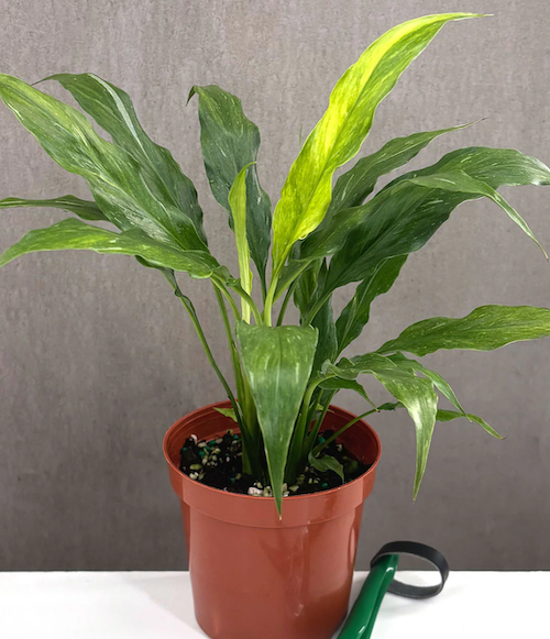 Peace Lily Domino Care | Care Guide | Plant Proper