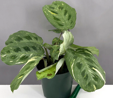 Maranta Beauty Kim Care | Care Guide | Plant Proper