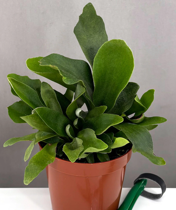 Staghorn Fern Care | Care Guide | Plant Proper