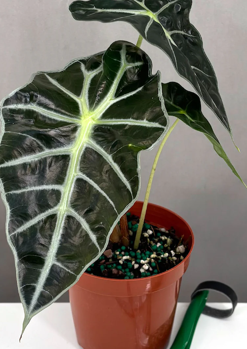 Alocasia Polly Care | Care Guide | Plant Proper