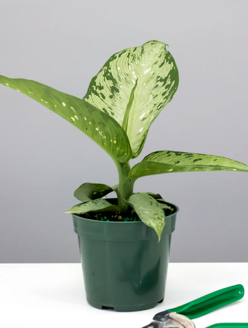 Dieffenbachia Memoria Corsii Care | Care Guide | Plant Proper