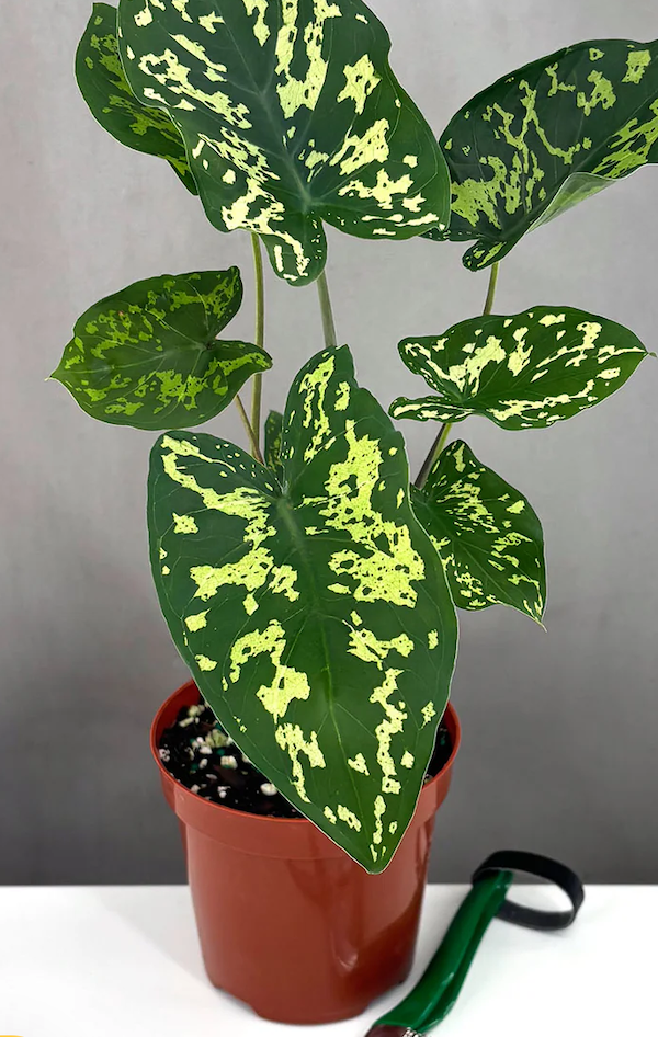 Alocasia Hilo Beauty Care | Care Guide | Plant Proper