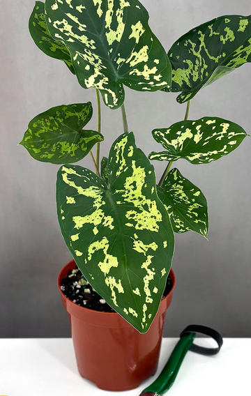 Alocasia Hilo Beauty Care | Care Guide | Plant Proper