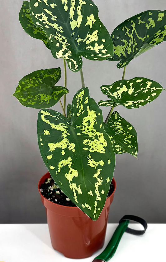 Alocasia Hilo Beauty Care | Care Guide | Plant Proper