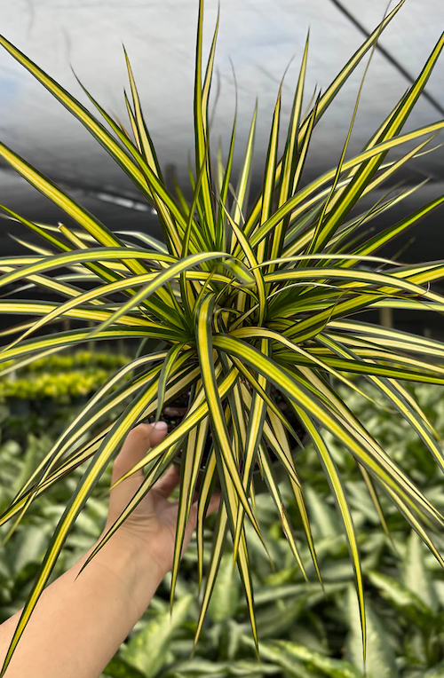 Dracaena Ray of Sunshine Care | Care Guide | Plant Proper