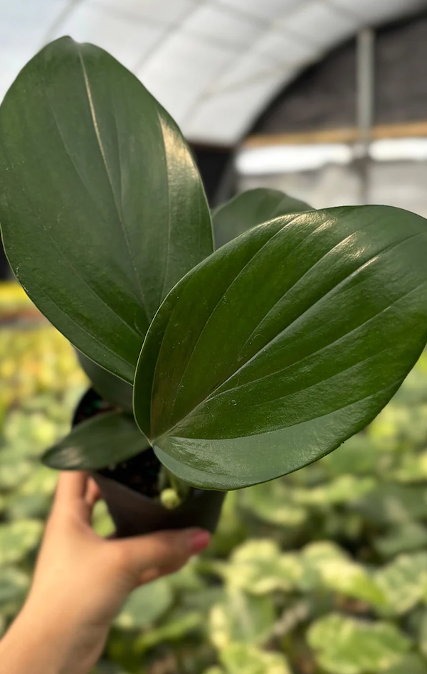 Rhaphidophora Decursiva Care | Care Guide | Plant Proper