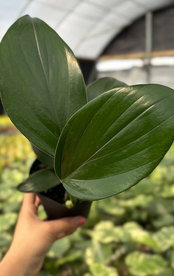 Rhaphidophora Decursiva Care | Care Guide | Plant Proper