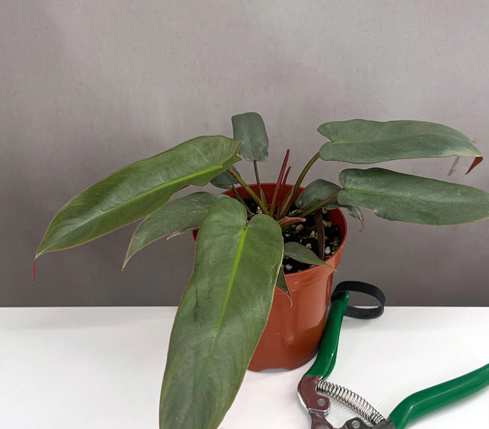 Philodendron Atabapoense Care | Plant Proper