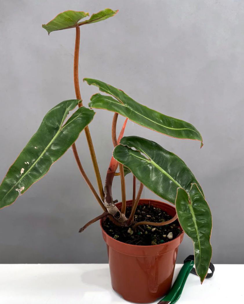 Philodendron Billietiae Notched and Blotched Care | Plant Proper