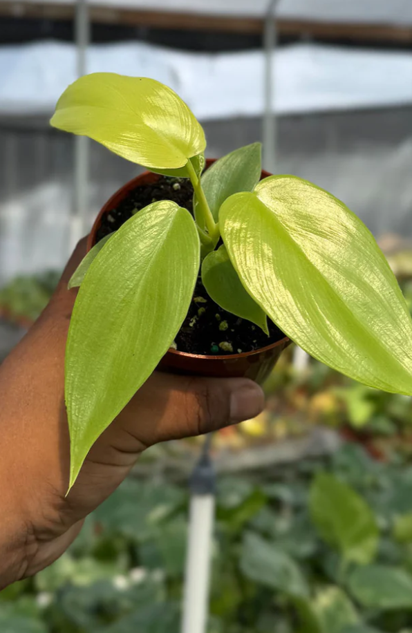 Philodendron Bipennifolium Golden Violin Care | Plant Proper