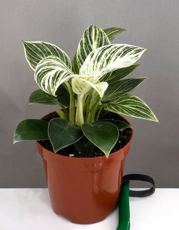 Philodendron Bipennifolium Golden Violin Care | Plant Proper