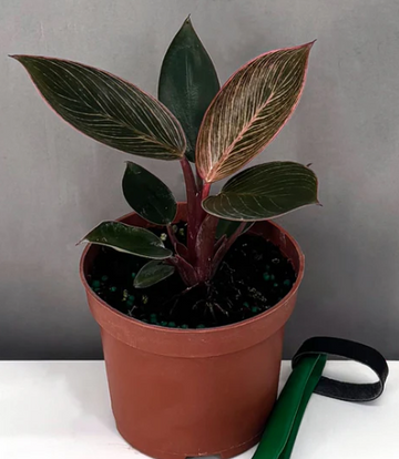 Philodendron Black Cardinal Care | Plant Proper