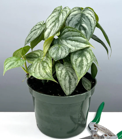 Philodendron Brandtianum Care | Plant Proper
