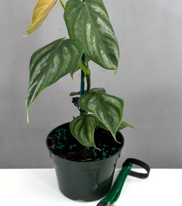 Philodendron Brandtianum Wild Form Care | Plant Proper
