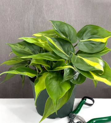 Philodendron Brasil Care | Plant Proper