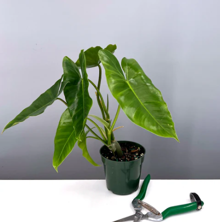 Philodendron Burle Marx Care | Plant Proper