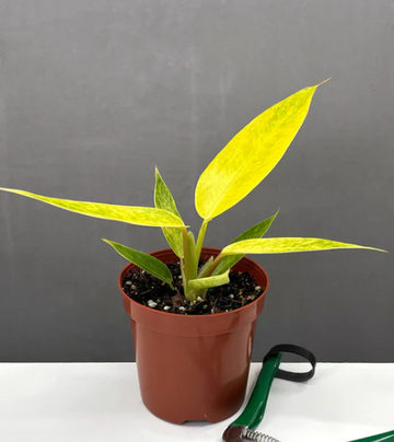 Philodendron Calkins Gold Care | Plant Proper