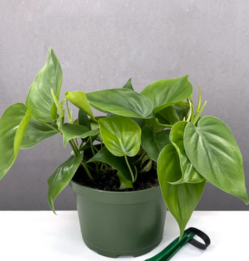 Philodendron Cordatum Care | Plant Proper