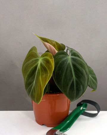 Philodendron El Choco Red Care | Plant Proper