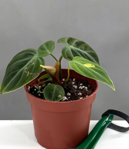 Philodendron El Choco Red Notched and Blotched Care | Plant Proper