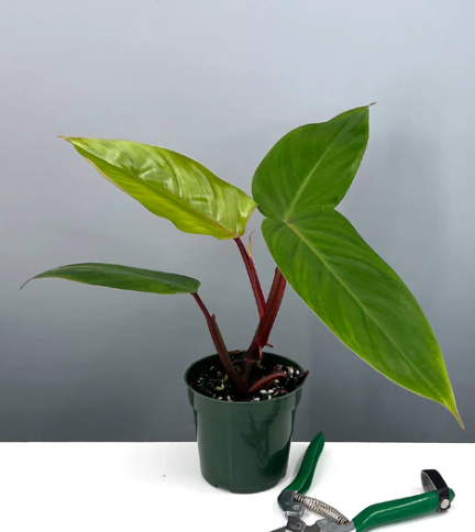 Philodendron Emerald Red Care | Plant Proper