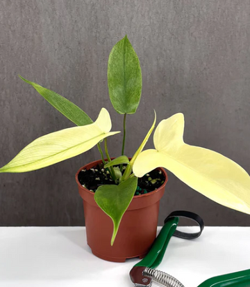 Philodendron Florida Ghost Care | Plant Proper