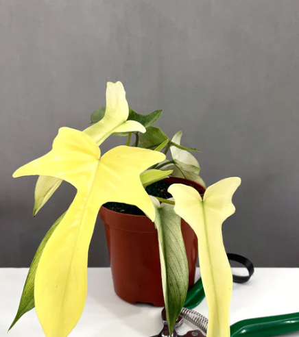 Philodendron Florida Ghost Notched and Blotched Care | Plant Proper
