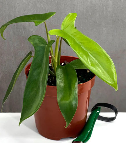 Philodendron Florida Green Care | Plant Proper