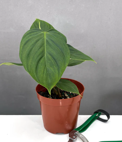 Philodendron Fuzzy Petiole Care | Plant Proper