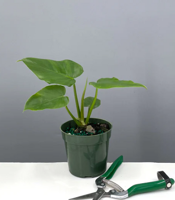 Philodendron Giganteum Care | Plant Proper
